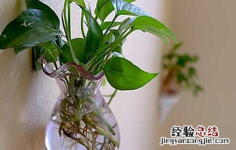 绿萝可以放在卧室吗 绿萝可以放在卧室吗对人体有害吗