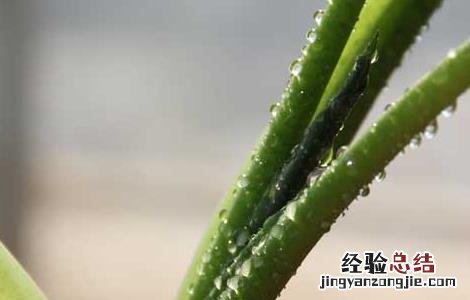 滴水观音能净化空气吗为什么 滴水观音能净化空气吗