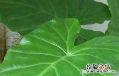 滴水观音能净化空气吗为什么 滴水观音能净化空气吗
