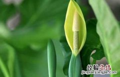 滴水观音能养殖在放卧室吗? 滴水观音可以在卧室养吗