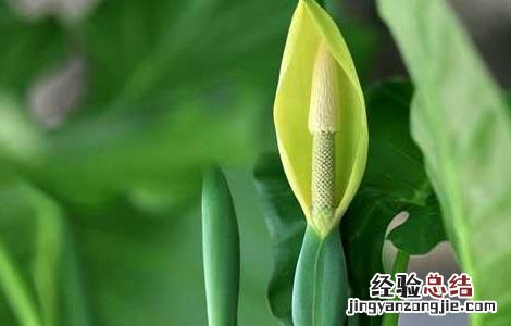 滴水观音能养殖在放卧室吗? 滴水观音可以在卧室养吗