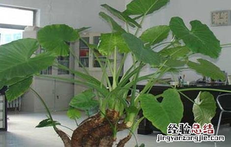 滴水观音能养殖在放卧室吗? 滴水观音可以在卧室养吗