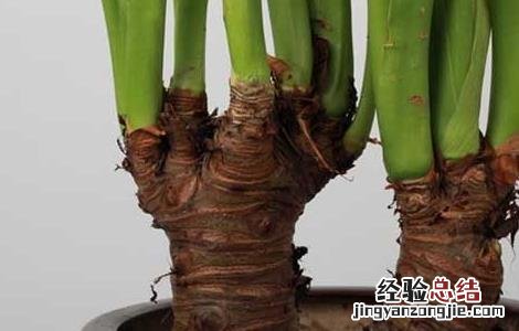 滴水观音能养殖在放卧室吗? 滴水观音可以在卧室养吗