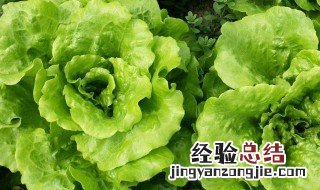 西生菜的功效与作用 西生菜的好处