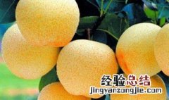 冰糖雪梨汁的功效与作用 雪梨汁的功效与作用