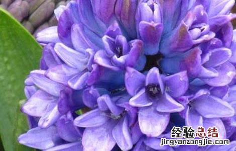 家里有孕妇能养风信子吗有毒吗 家里有孕妇能养风信子吗