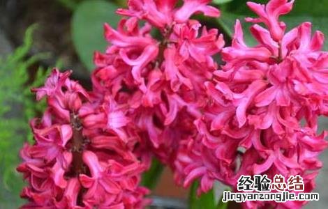 家里有孕妇能养风信子吗有毒吗 家里有孕妇能养风信子吗