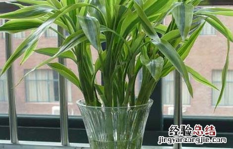 富贵竹能放卧室吗 卧室摆放富贵竹风水好吗 富贵竹能放卧室吗