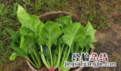 地瓜和菠菜能一起吃吗 地瓜和菠菜能一起吃吗宝宝