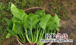 地瓜和菠菜能一起吃吗 地瓜和菠菜能一起吃吗宝宝