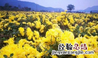 采菊东南下悠然见南山的意思 采菊东南下悠然见南山原文及翻译