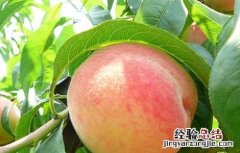 桃子吃多了会怎么样? 桃子吃多了会怎么样