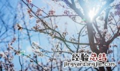 梅花开得早的原因 为什么诗人笔下的梅花开得早