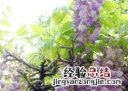 紫藤花怎么种植才开花 紫藤花怎么种植