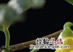 金茶花的功效与作用禁忌 金茶花的功效与作用