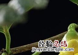 金茶花的功效与作用禁忌 金茶花的功效与作用