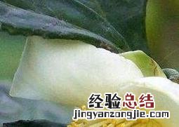 茶树花的功效与作用 茶树花的功效与作用及食用方法