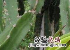 七星剑七星剑花的功效与作用怎么吃 七星剑花的功效与作用