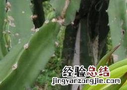 七星剑七星剑花的功效与作用怎么吃 七星剑花的功效与作用
