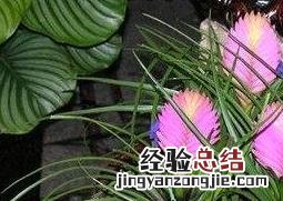 紫花凤梨怎么养护 紫花凤梨怎么养