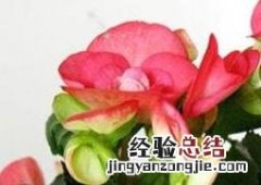 竹节秋海棠花的养殖方法 竹节秋海棠花的养殖方法和注意事项