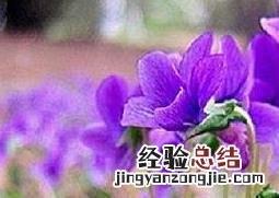 紫花地丁怎么种植视频 紫花地丁怎么种