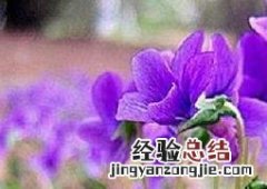 紫花地丁怎么种植视频 紫花地丁怎么种