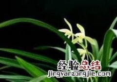 株兰花的养植方法视频 株兰花的养植方法