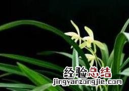 株兰花的养植方法视频 株兰花的养植方法