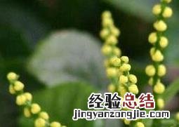 珠珠花怎么种 珠珠花的养殖方法
