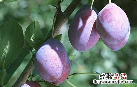 乌梅是什么 乌梅是什么梅