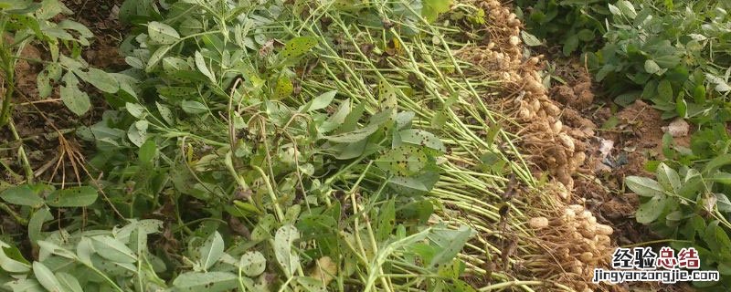 南方花生生长周期 南方花生种植时间和生长期
