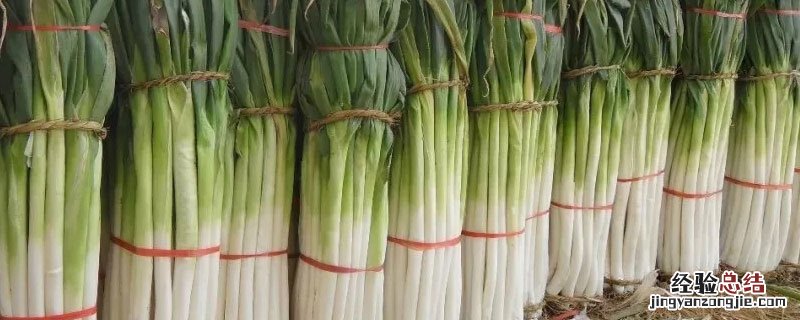 山东章丘大葱多高 章丘大葱多大