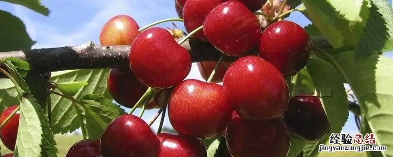 车厘子的栽培技术 车厘子的种植条件和技术