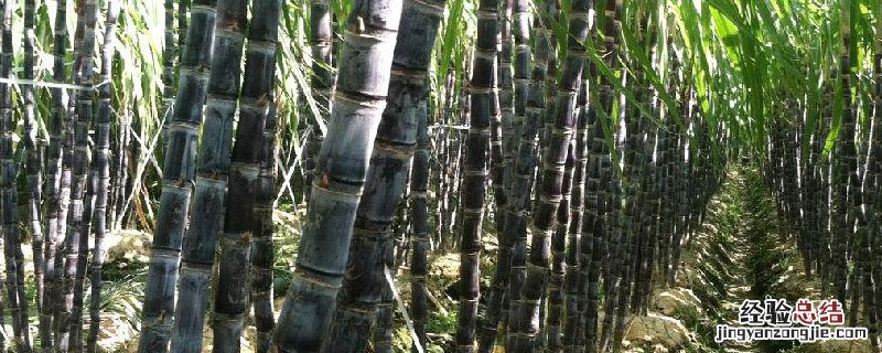 怎样种甘蔗出苗粗壮 怎样种植甘蔗又长又高