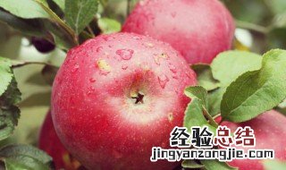 苹果属于什么性水果 温性水果有哪些