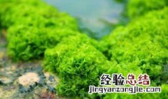 海藻的功效与作用 海藻的功效与作用禁忌