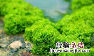 海藻的功效与作用 海藻的功效与作用禁忌