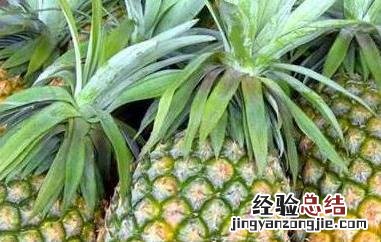 凤梨和菠萝的区别 凤梨和菠萝的区别味道