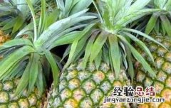 凤梨和菠萝的区别 凤梨和菠萝的区别味道
