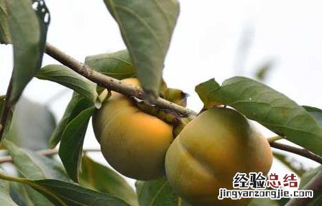 吃柿子的禁忌有哪些东西 吃柿子的禁忌有哪些