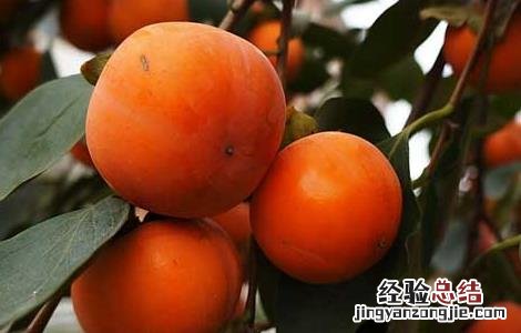 吃柿子的禁忌有哪些东西 吃柿子的禁忌有哪些