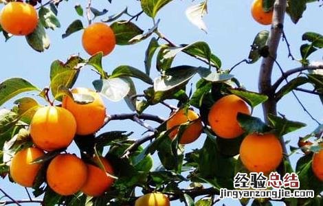 吃柿子的禁忌有哪些东西 吃柿子的禁忌有哪些