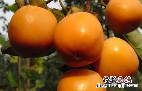 吃柿子的禁忌有哪些东西 吃柿子的禁忌有哪些