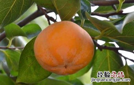 吃柿子的禁忌有哪些东西 吃柿子的禁忌有哪些