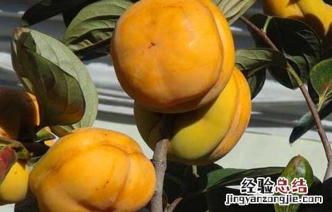 吃柿子的禁忌有哪些东西 吃柿子的禁忌有哪些