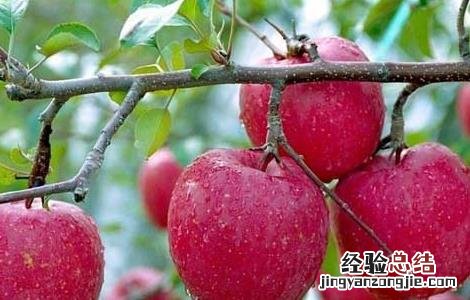 吃苹果有什么好处 吃苹果有什么好处和坏处