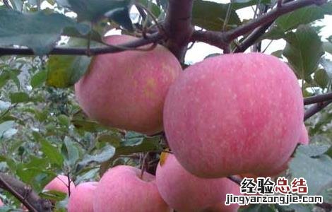 吃苹果有什么好处 吃苹果有什么好处和坏处