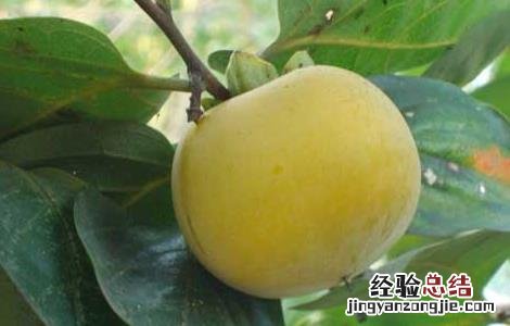 吃水果的最佳时间 一天吃水果的最佳时间