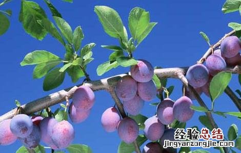 吃水果的最佳时间 一天吃水果的最佳时间